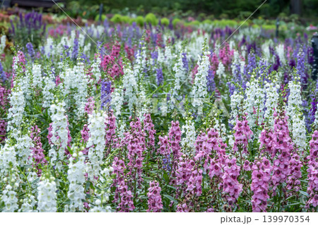 美しいリナリアの花 美しいリナリアの花 139970354