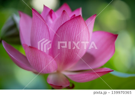 美しい蓮の花 139970365