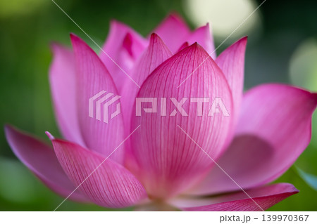 美しい蓮の花 139970367