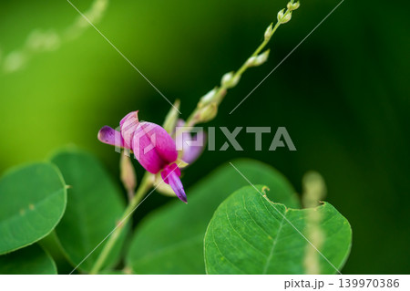 ピンクの可愛い萩の花 ピンクの可愛い萩の花 139970386