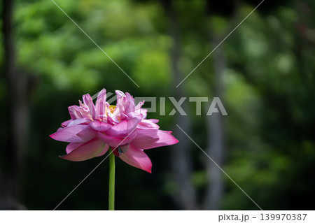 八重先のハスの花 八重先のハスの花 139970387