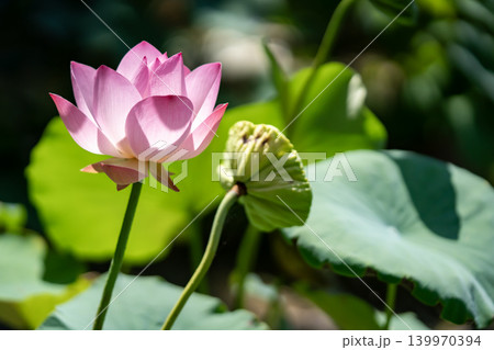 蓮の花 139970394