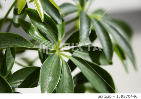 It is a close-up of a Schefflera arboricola leaf. 139970446