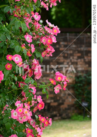 春バラが満開のぎふワールド・ローズガーデン 春バラが満開のぎふワールド・ローズガーデン 139970548