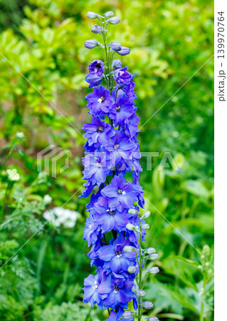 初夏に咲く清々しいコバルトブルーのデルフィニウムの花 初夏に咲く清々しいコバルトブルーのデルフィニウムの花 139970764