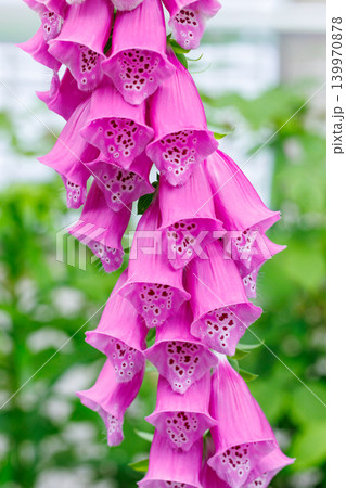 ガーデンの美しいピンク色のジキタリスの花 ガーデンの美しいピンク色のジキタリスの花 139970878