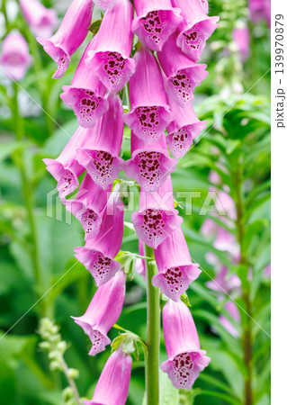 ガーデンの美しいピンク色のジキタリスの花 ガーデンの美しいピンク色のジキタリスの花 139970879