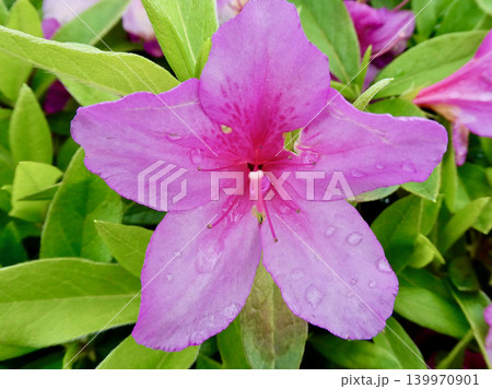 正面から見た雨上がりの美しいツツジの花 正面から見た雨上がりの美しいツツジの花 139970901