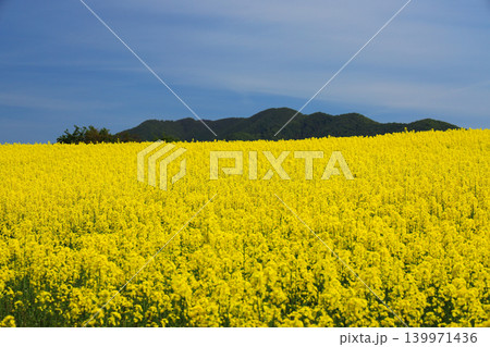 青空と黄色の絨毯 三ノ倉高原花畑の菜の花風景 青空と黄色の絨毯 三ノ倉高原花畑の菜の花風景 139971436