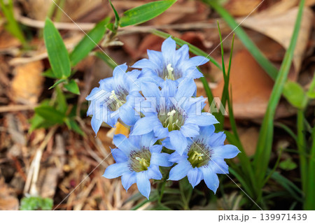 森の中で美しく咲くフデリンドウの花 森の中で美しく咲くフデリンドウの花 139971439
