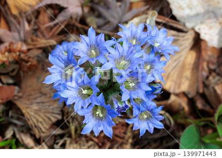 森の中で美しく咲くフデリンドウの花 森の中で美しく咲くフデリンドウの花 139971443