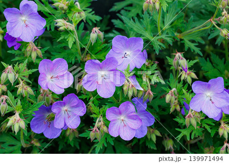 ガーデンで美しく咲くのゲラニウムジョンソンズブルーの花 139971494