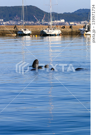 朝の築港にいたゴンドウクジラ 朝の築港にいたゴンドウクジラ 139971734