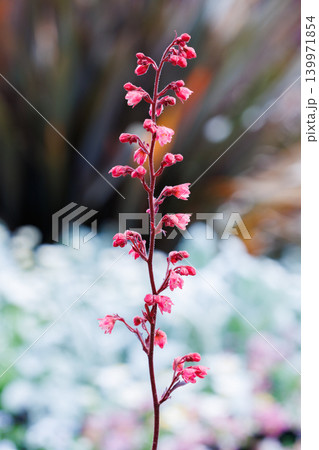 ガーデンで美しく咲くヒューケラの花 ガーデンで美しく咲くヒューケラの花 139971854