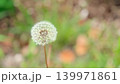 新緑の玉ボケ背景とたんぽぽの綿毛のコピースペース 139971861