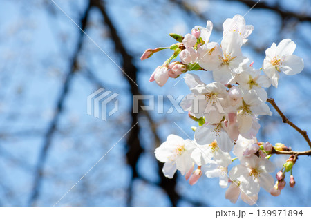 青空を背景に咲く桜の花、美しい日本の春の風景 青空を背景に咲く桜の花、美しい日本の春の風景 139971894