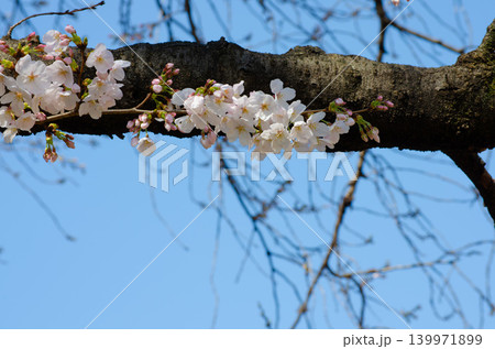 青空を背景に咲く桜の花、美しい日本の春の風景 139971899