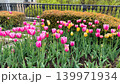 春の公園の花壇に咲き誇る可愛いピンクのチューリップ 139971934
