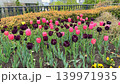 春の公園の花壇に咲き誇る可愛いピンクのチューリップ 139971935