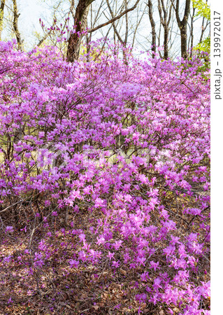 美しい土佐三つ葉ツツジの花 美しい土佐三つ葉ツツジの花 139972017