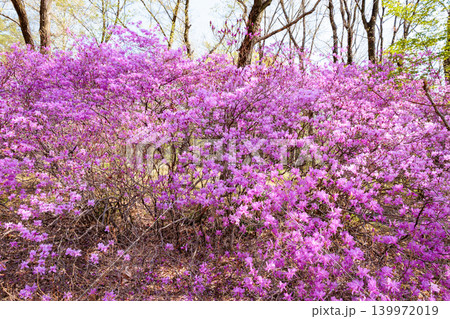 美しい土佐三つ葉ツツジの花 139972019