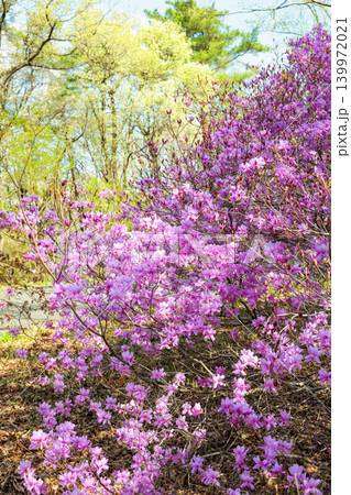 美しい土佐三つ葉ツツジの花 美しい土佐三つ葉ツツジの花 139972021