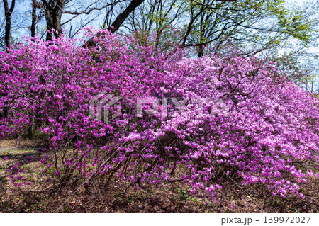 美しい土佐三つ葉ツツジの花 139972027