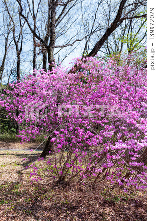 美しい土佐三つ葉ツツジの花 139972029