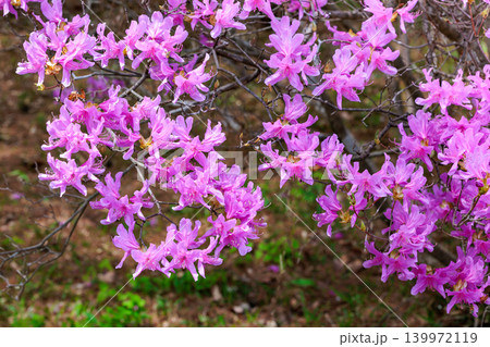 美しい土佐三つ葉ツツジの花のクローズアップ 139972119
