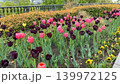 都市の公園の花壇に咲くシックな黒とピンクのチューリップ 139972125