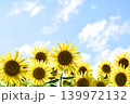 青空とひまわり畑の満開のひまわりたち 139972132