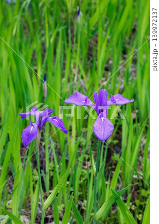 水辺で咲く青色で清楚なカキツバタの花 139972137