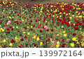 赤と黄色のチューリップ花壇に混ざって咲くピンクのチューリップ 139972164