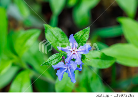 初夏のガーデンで可愛く咲くホタルカズラの花 初夏のガーデンで可愛く咲くホタルカズラの花 139972268