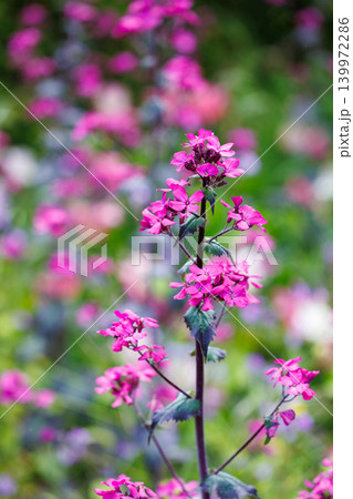 初夏の公園で美しく咲くルナリア チェドグロウの花 初夏の公園で美しく咲くルナリア チェドグロウの花 139972286