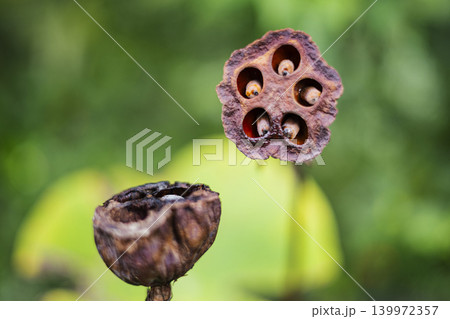 Wilted Lotus Flower Exposing Rotten Seeds From Extreme Heat, A photo of wilted lotus exposing rotten seeds in harsh sun, dry petals curled around dark centers, perfect for climate campaign. Wilted Lotus Flower Exposing Rotten Seeds From Extreme Heat, A photo of wilted lotus exposing rotten seeds in harsh sun, dry petals curled around dark centers, perfect for climate campaign. 139972357