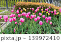 春の公園の花壇に咲き誇る可愛いピンクのチューリップ 139972410