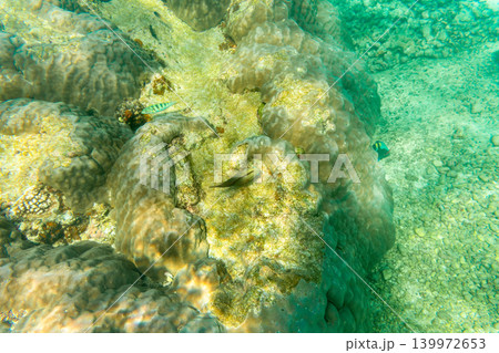 宮古ブルーに広がるサンゴ礁と熱帯魚の海中風景 139972653