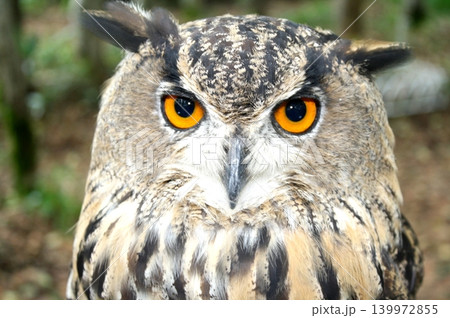 ミミズクのバストアップ ミミズクのバストアップ 139972855