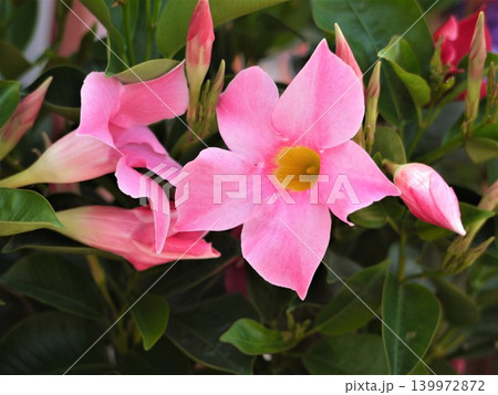 デプラデニアのピンクの花 デプラデニアのピンクの花 139972872