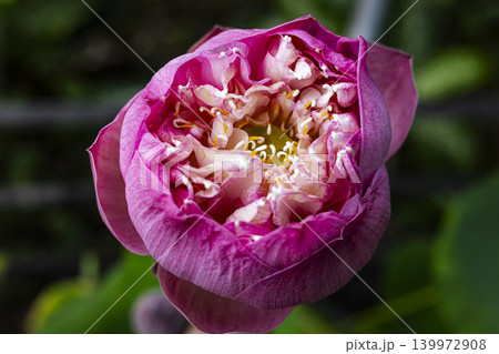 Fresh Lotus Flower Open Garden Sacred Beauty, A photo of fresh lotus flower open in garden, pink petals fully blooming with golden center, perfect for sacred beauty or peaceful garden documentary. Fresh Lotus Flower Open Garden Sacred Beauty, A photo of fresh lotus flower open in garden, pink petals fully blooming with golden center, perfect for sacred beauty or peaceful garden documentary. 139972908