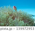 ハナビラクマノミと青い海 139972953