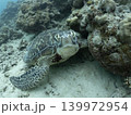 ウミガメ真正面から 139972954