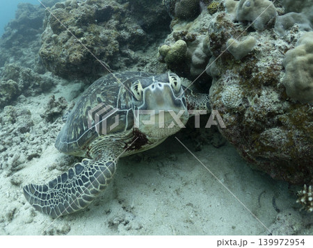 ウミガメ真正面から ウミガメ真正面から 139972954