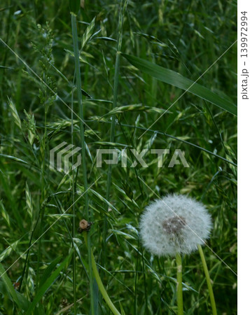 新緑の草むらにひっそりと佇むタンポポの綿毛 新緑の草むらにひっそりと佇むタンポポの綿毛 139972994