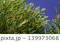 Melaleuca bracteata macro leaves small world	 139973068