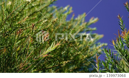 Melaleuca bracteata macro leaves small world	 139973068