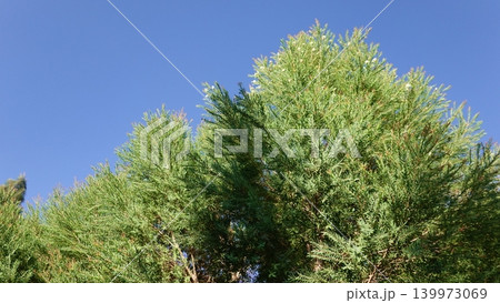 Melaleuca bracteata macro leaves small world Melaleuca bracteata macro leaves small world 139973069