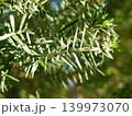 Melaleuca bracteata macro leaves small world	 139973070