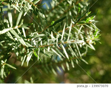 Melaleuca bracteata macro leaves small world	 139973070